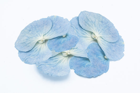 Hydrangea confetti